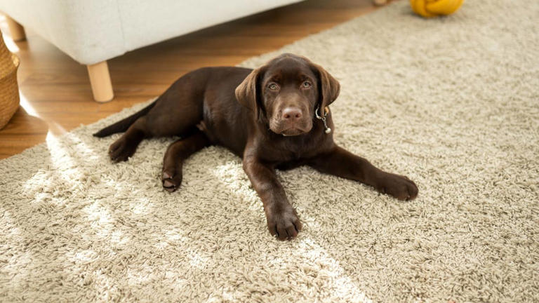 Labrador steps in to 'parent' human baby like he's done it for years