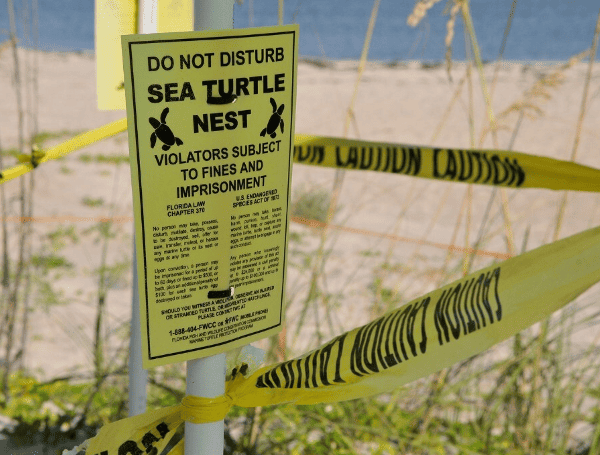 Sea turtle nesting season officially kicks off in Pinellas County