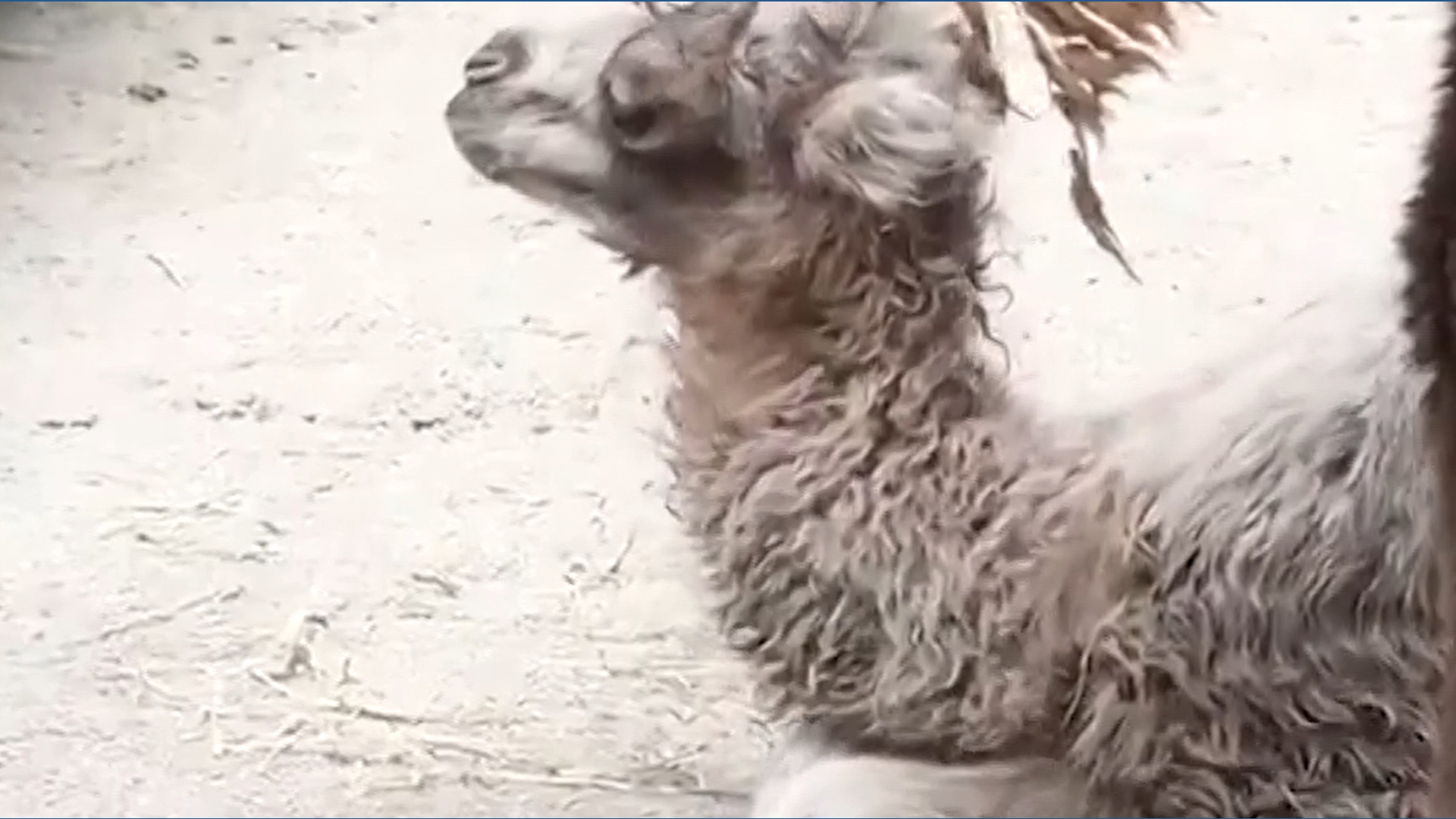 Toronto Zoo welcomes camel calf