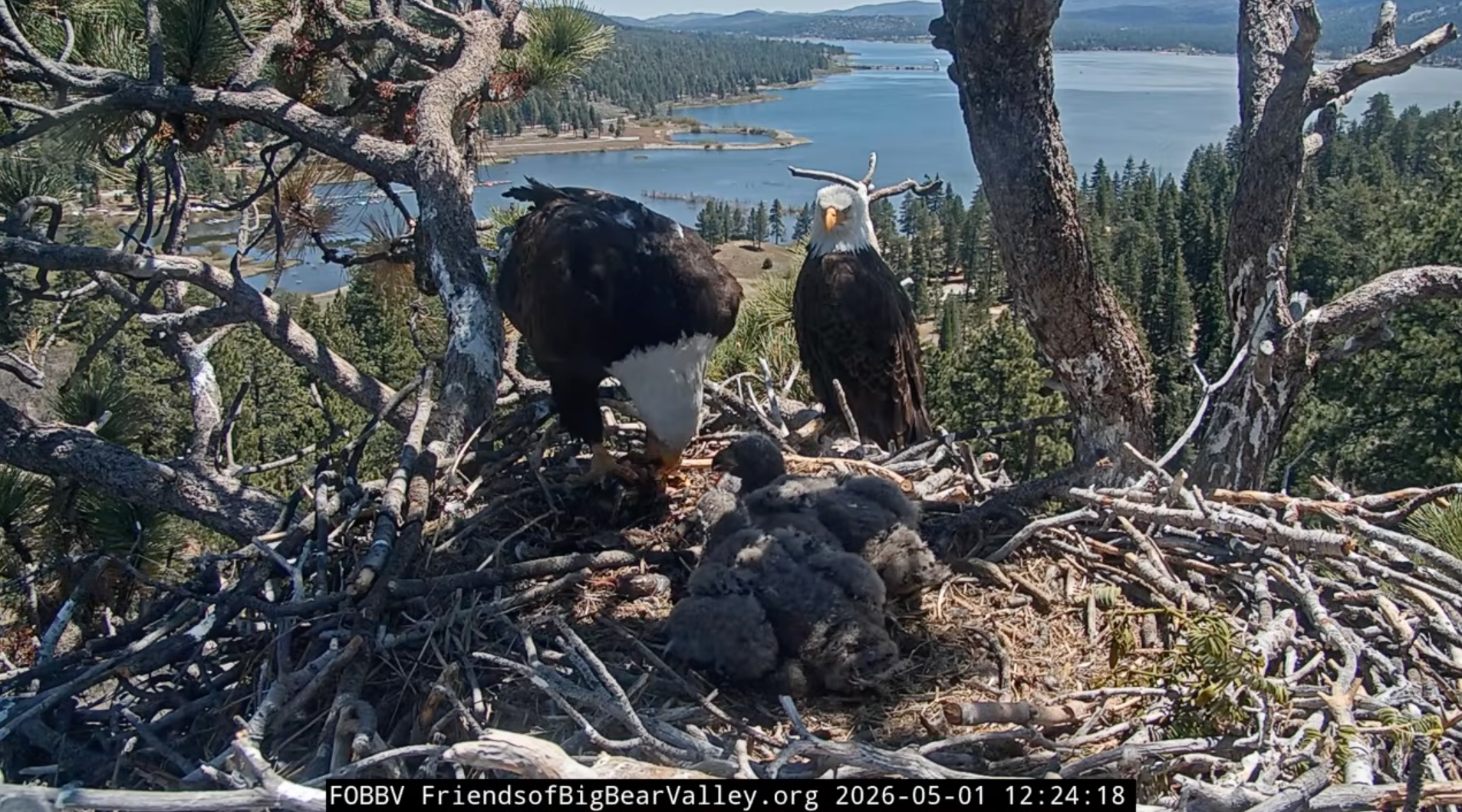 Jackie and Shadow feeding Sandy and Luna and watching over the nest on May 1, 2026.