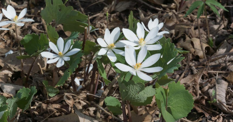 3 Beautiful Trails in Nebraska That Shine in Spring