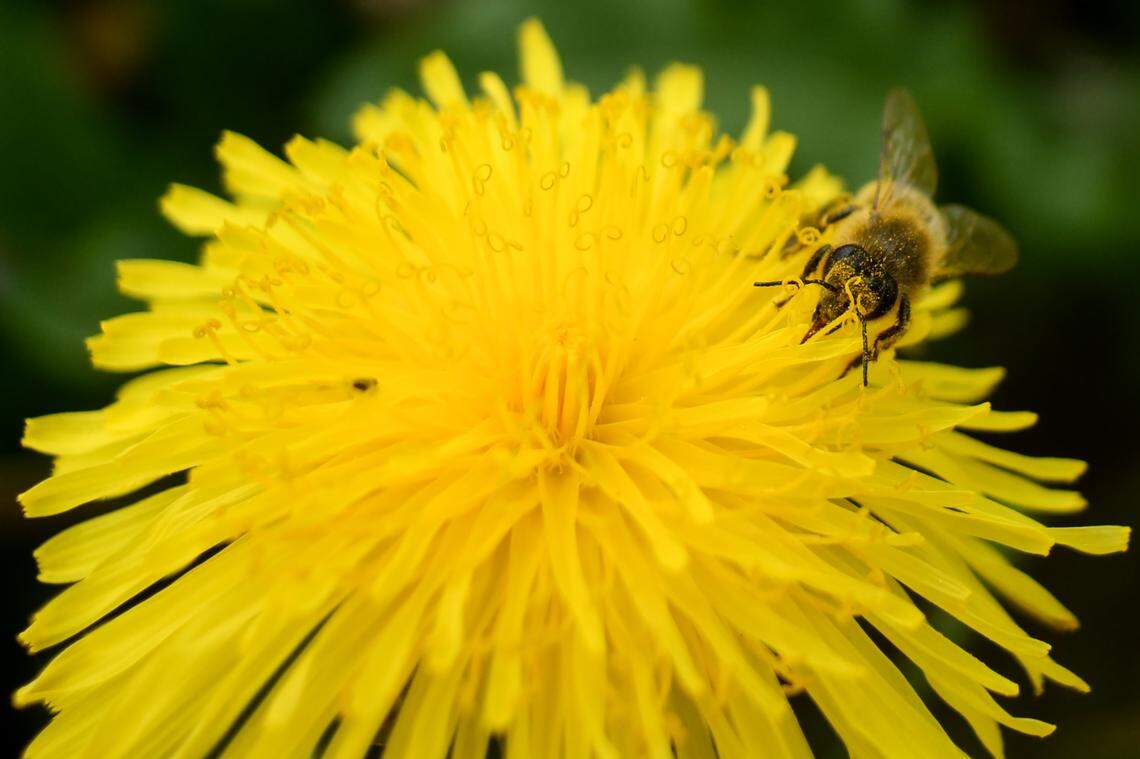 Dandelions spark a spring debate: Should you kill them or let them ...