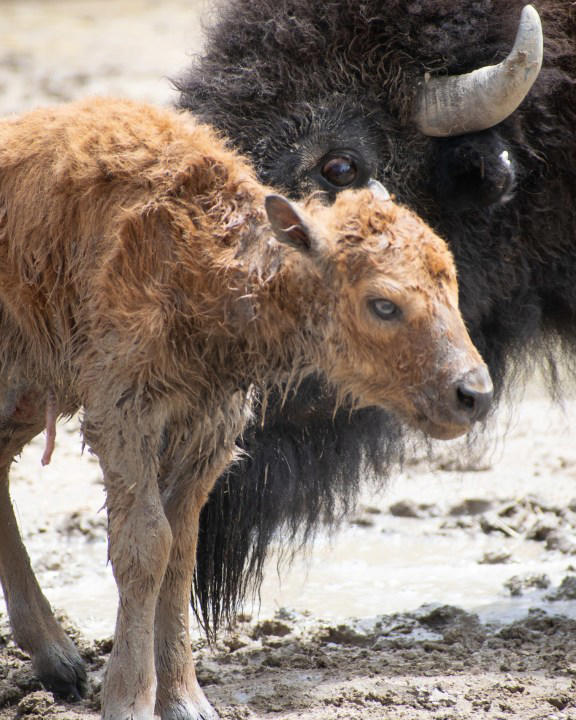 Baby bison born at Pueblo Zoo