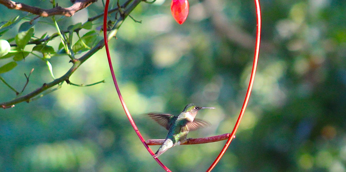 Hummingbird swings are all over the internet—but do birds really use them?