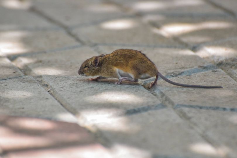 Alan Titchmarsh issues important advice to keep rats out of your garden ...