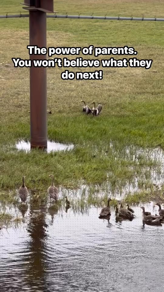 Arctic fox attempts hunt as geese form a protective wall