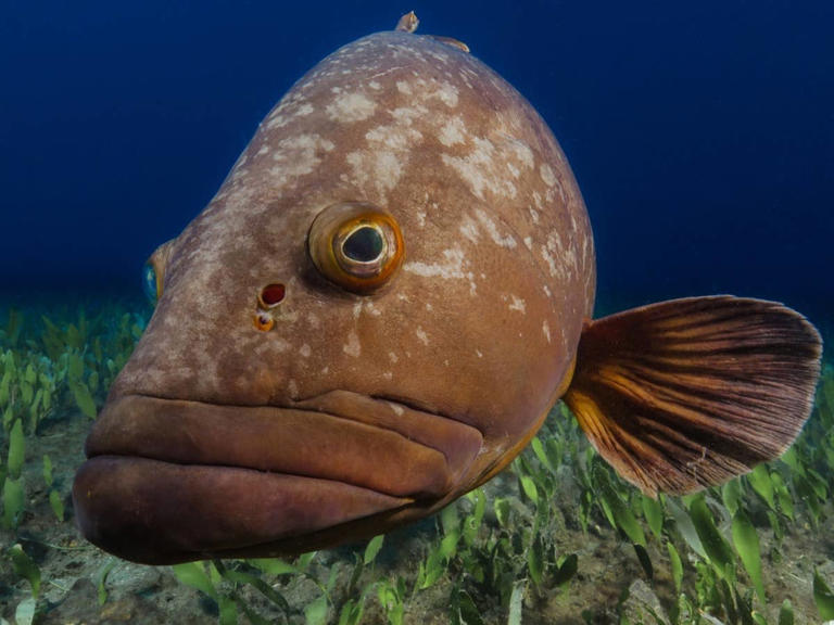 Diver receives unexpected assistance from a curious grouper underwater