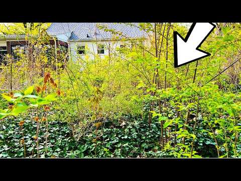 Neglected backyard gets incredible transformation | Overgrown jungle ...