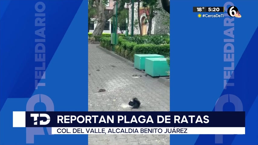 Vecinos denuncian plaga de ratas en parque de la colonia Del Valle en CDMX