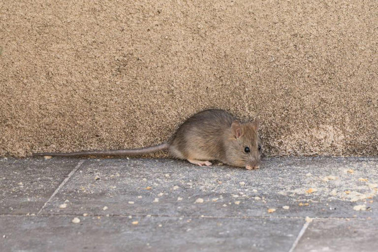 Alan Titchmarsh has bird feeder advice to stop rats invading your ...