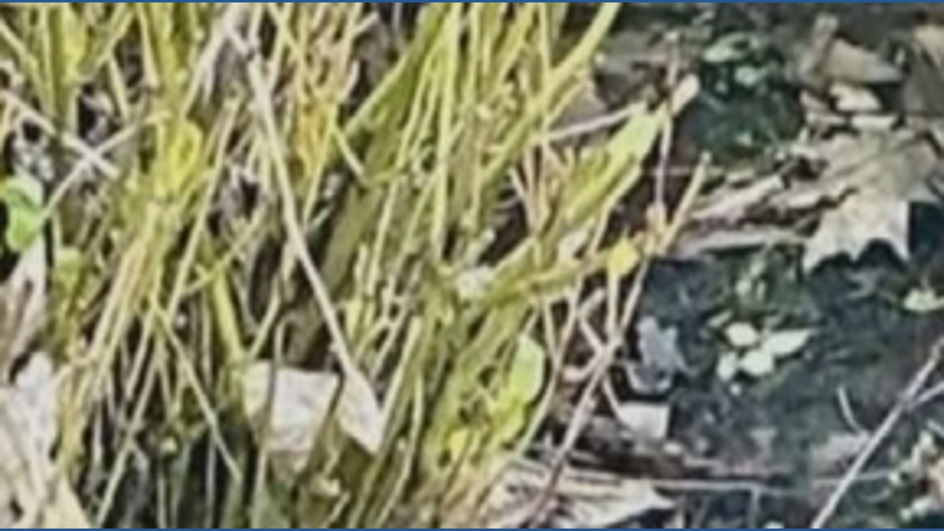 Ducklings rescued from storm drain and reunited with mom