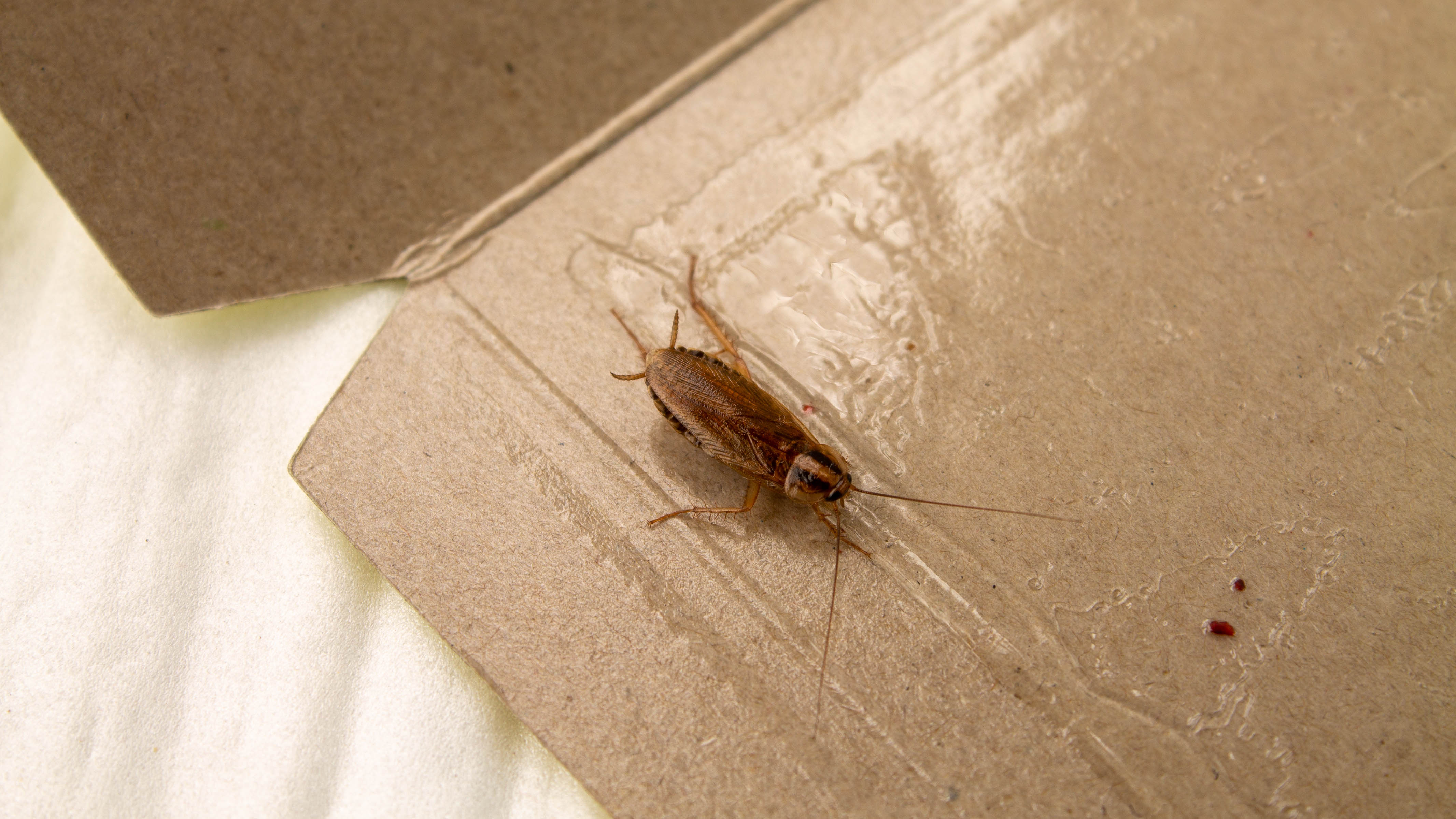 A cockroach which has been caught in a glue trap