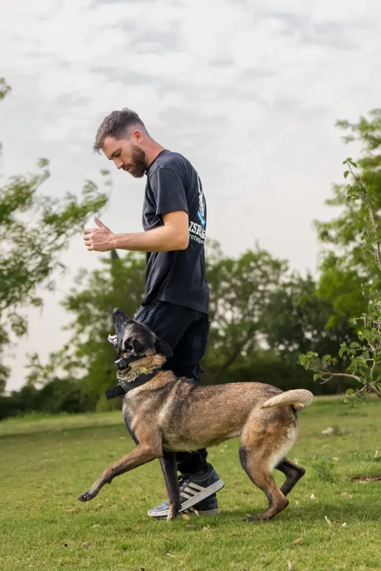 10 surprising truths about male vs female dogs you need to know