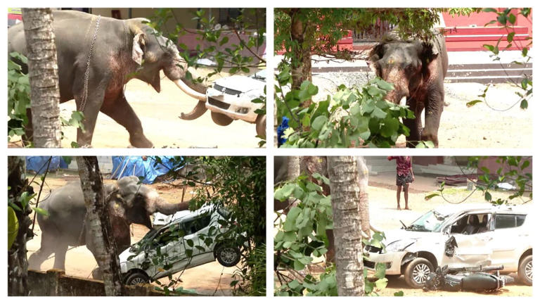 Elephant in musth runs amok near Angamaly temple in Kerala, one dead ...