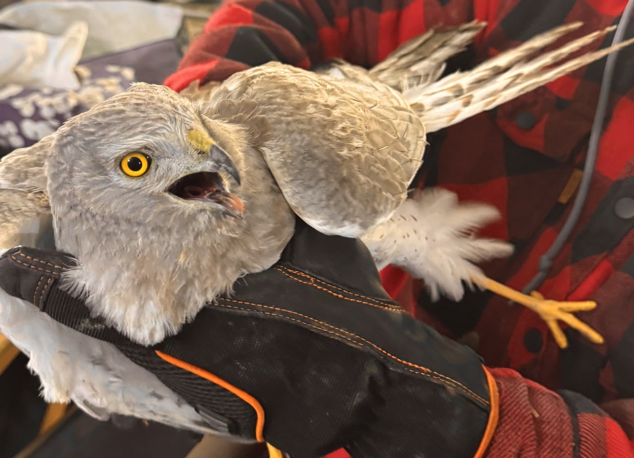 This northwestern Ont. resident saw a bird of prey under attack and ...