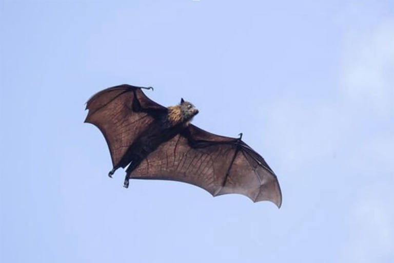Rabid bat found in California city as officials issue urgent warning ...