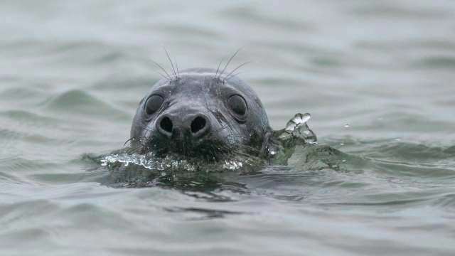 Gray seals learn to sing Star Wars theme song through evolutionary accident
