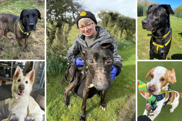 These five adorable Dogs Trust Basildon doggies are looking for forever ...