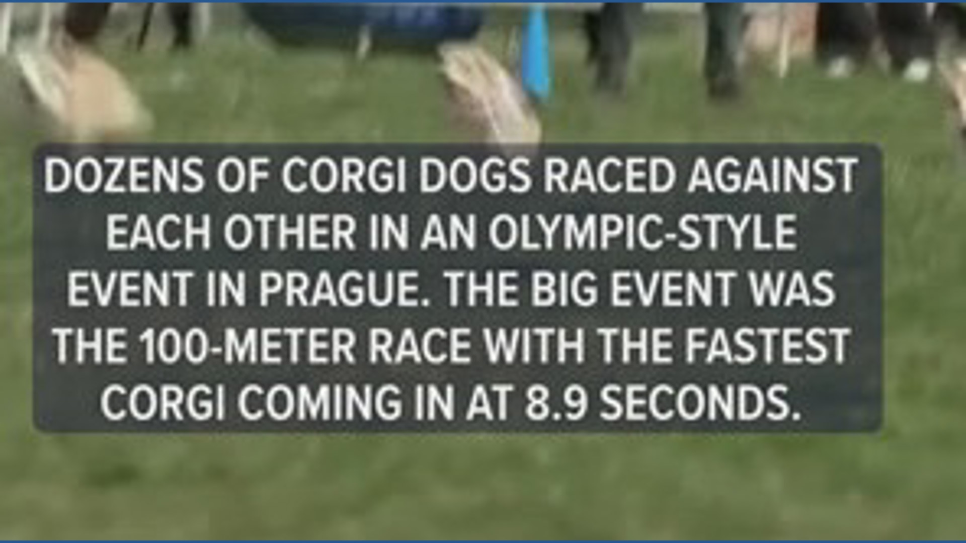 Corgis race to finish line!