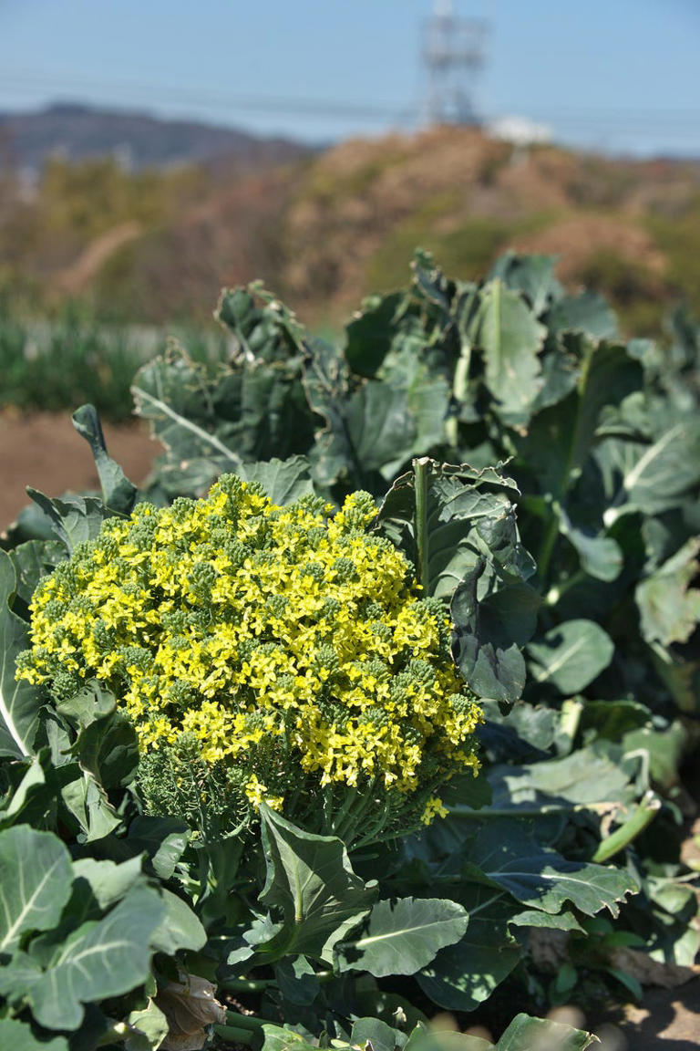 4 forgotten, old-English vegetables to plant for years of crops ...