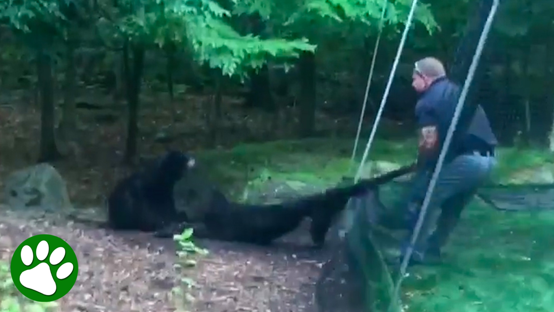 Hero detective saves bear cub in danger ️