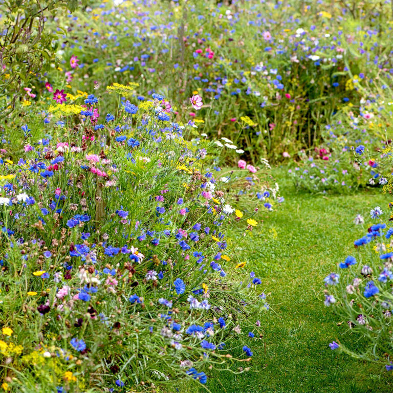 Alan Titchmarsh's top tips for keeping rats out of your garden
