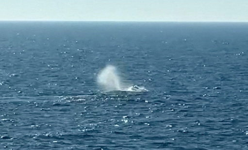 Humpback whale 'Timmy' released in North Sea after weeks stranded off ...