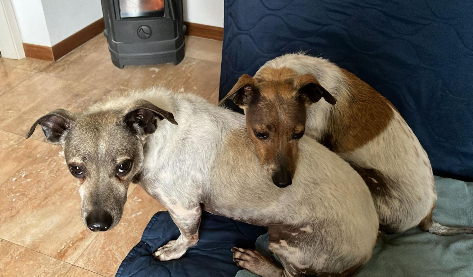 Adottano un cane dal rifugio ma tornano indietro dopo 45 minuti ...