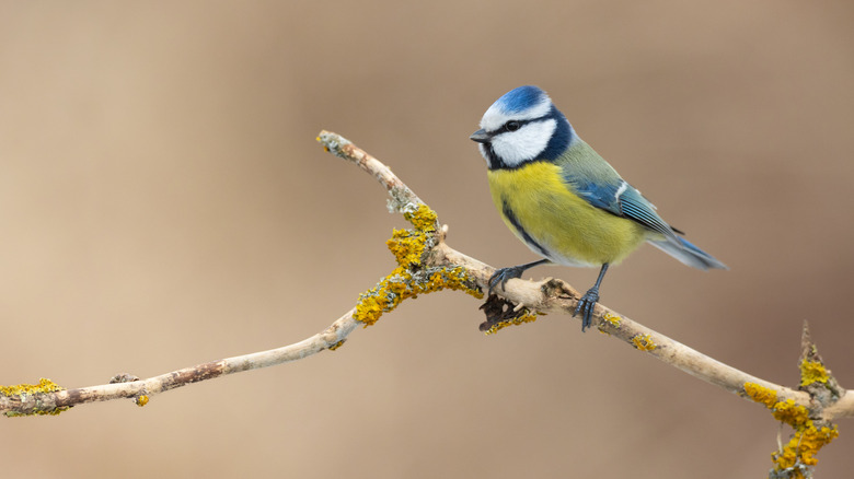 the-ornamental-tree-that-birds-and-pollinators-love-and-has-year-round