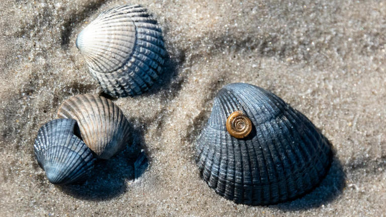Scientists find the first live northern riffleshells seen in nearly 40 ...