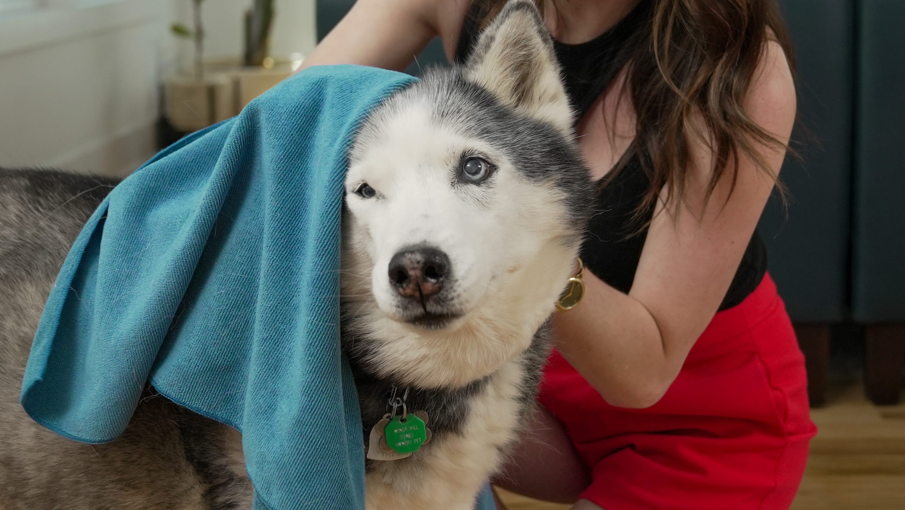 Dogs can have allergies too. Here's what you can do to help them