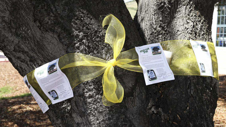 RIP SLO oak tree: You're not the only to be lost in the name of development