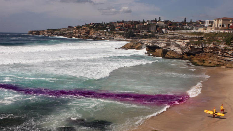 Rip currents can save you or kill you: How to read them before you ...