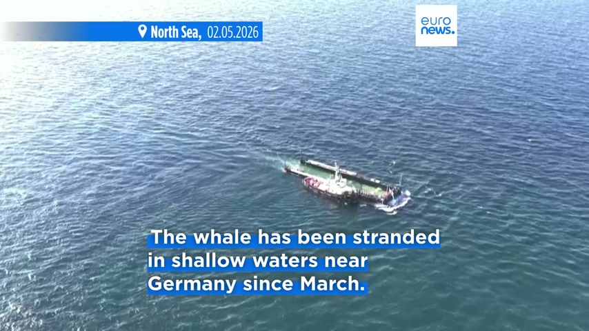 End of the rescue operation: Humpback whale Timmy released in the North Sea