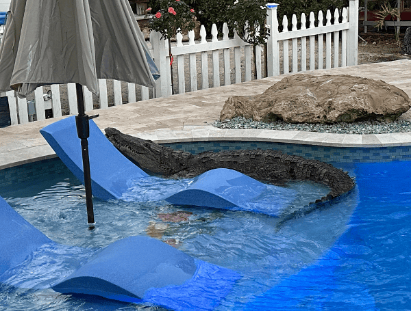 Don’t let scales scare you: Why Florida’s 1.3 million alligators aren’t ...