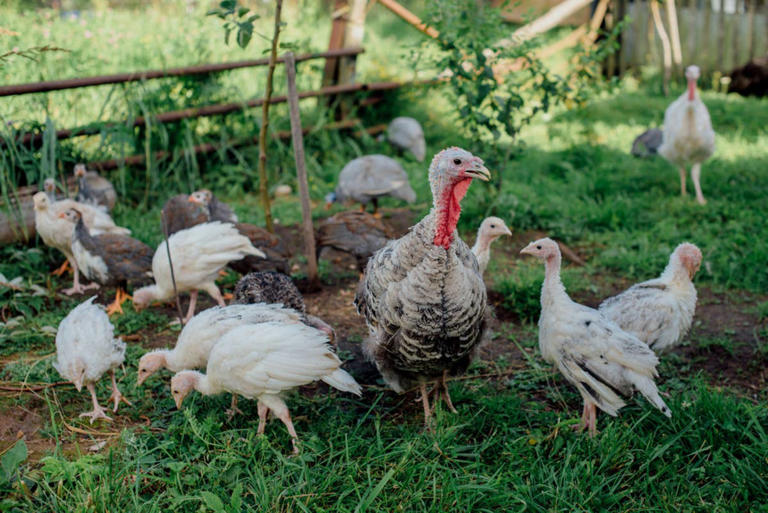 Meet Waylon the barn cat: Why turkeys and chicks follow him everywhere