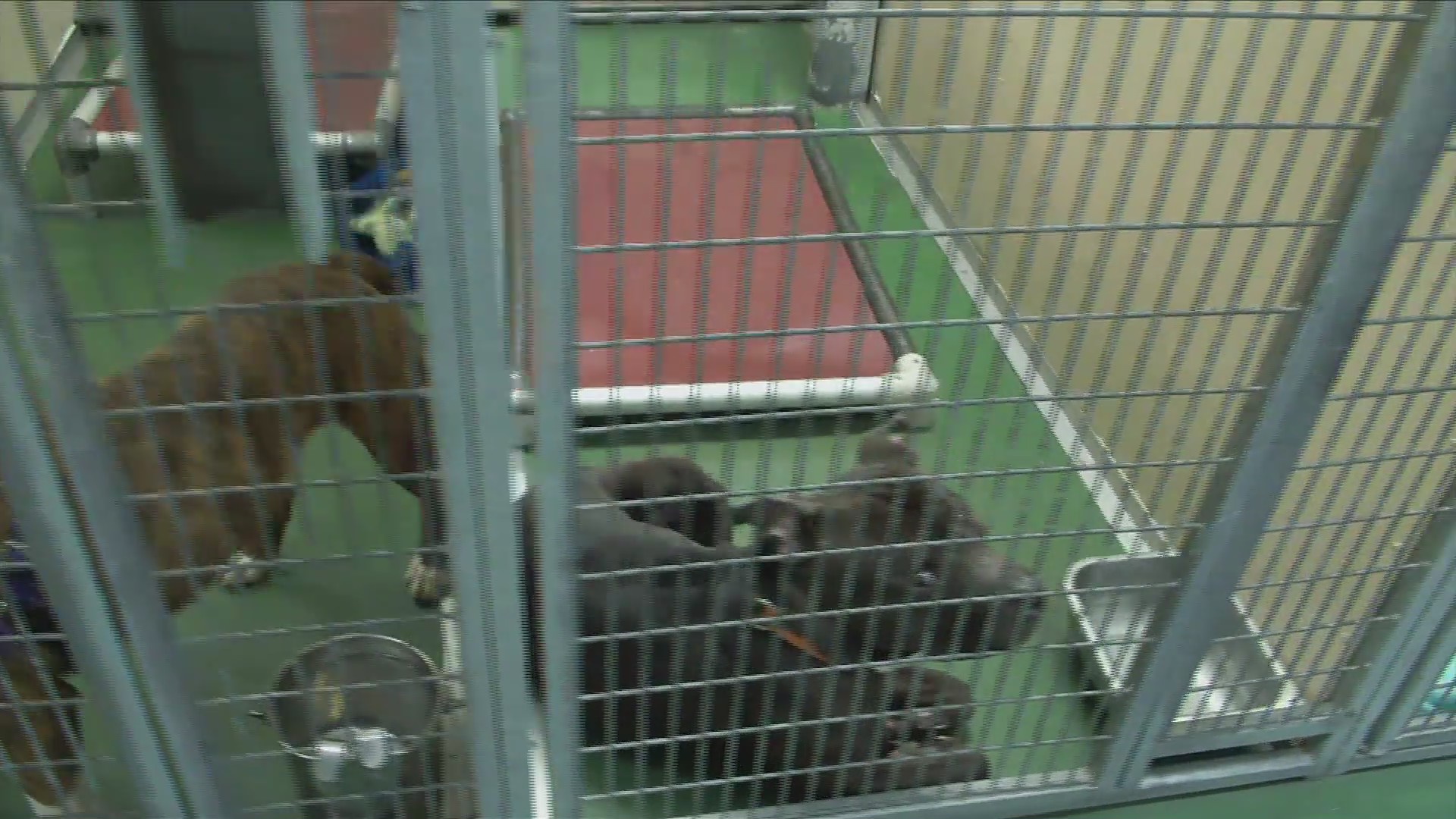 Rochester Animal Services hosts free adoption event