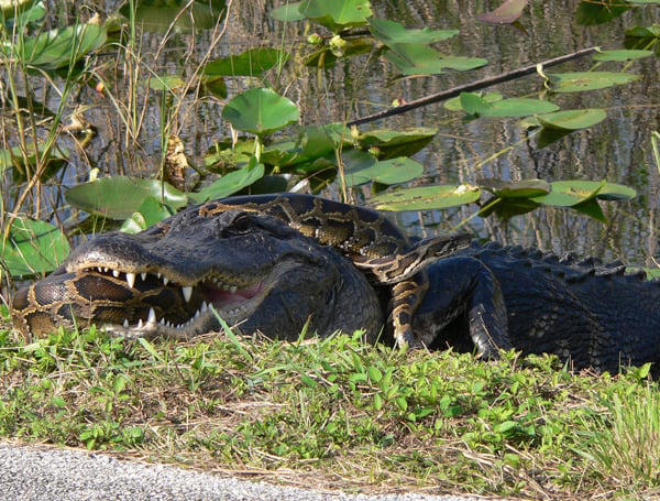 Don’t let scales scare you: Why Florida’s 1.3 million alligators aren’t ...