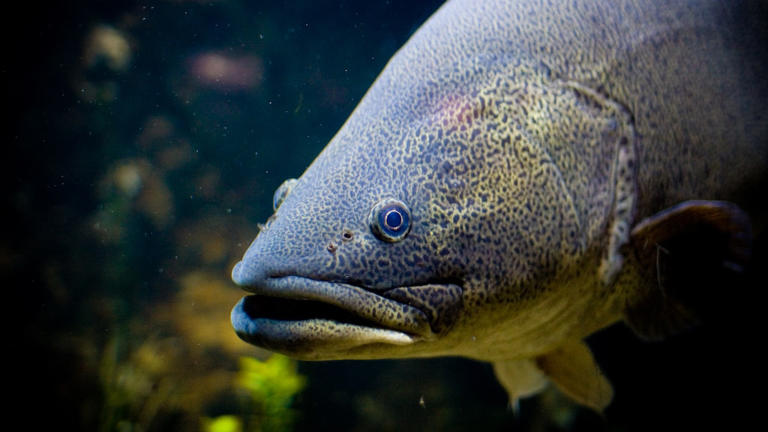 How Australia’s most iconic inland fish species has bounced back