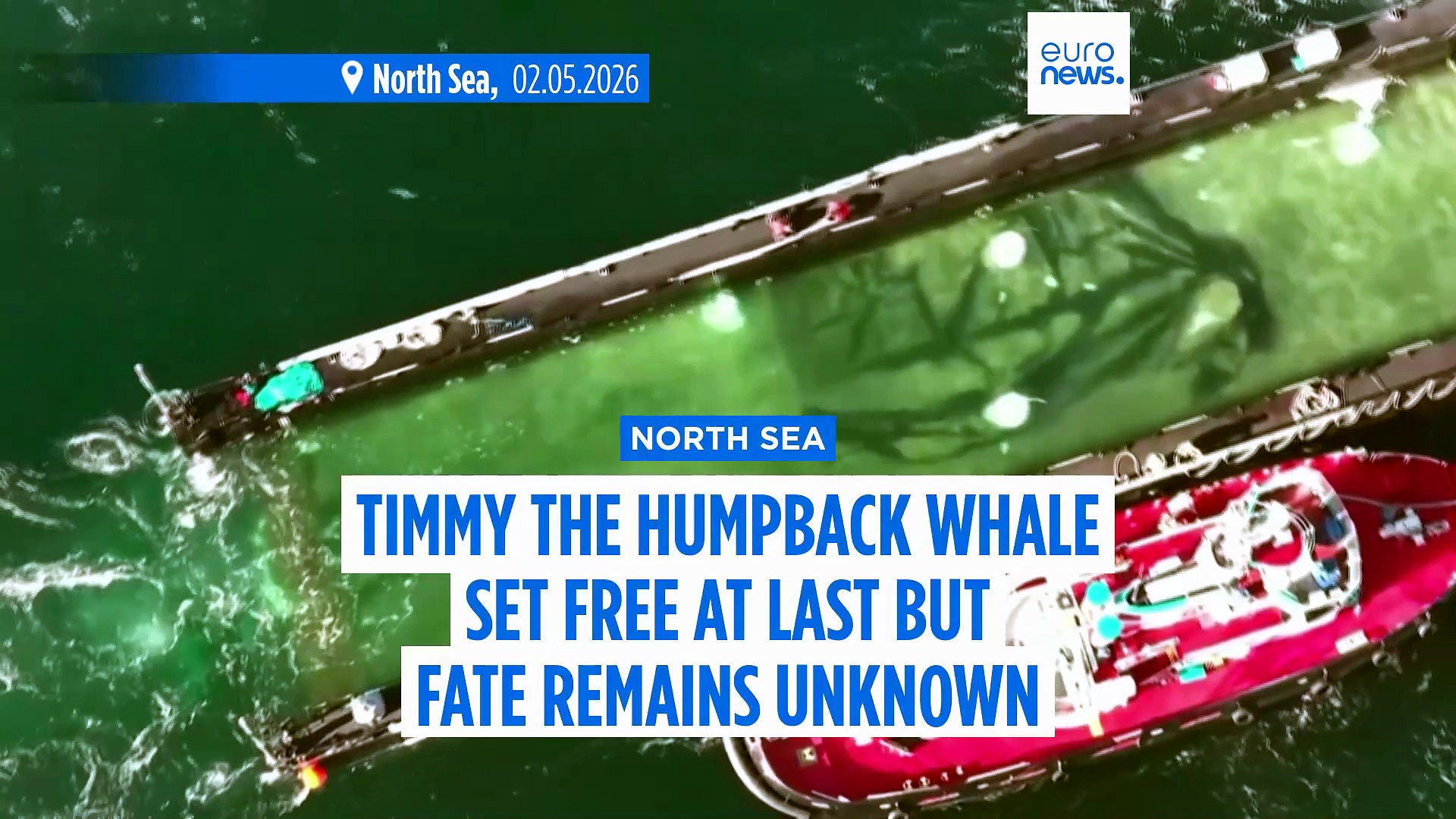 End of the rescue operation: Humpback whale Timmy released in the North Sea