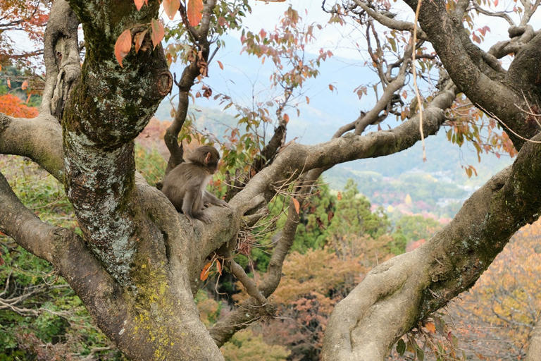 19 fun things to do in Kyoto, Japan