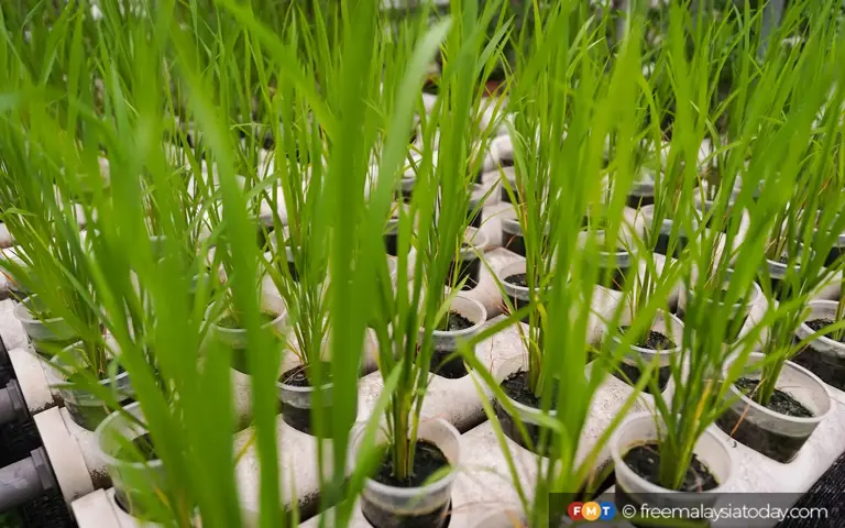 The Semenyih home garden inspiring others to grow their own food