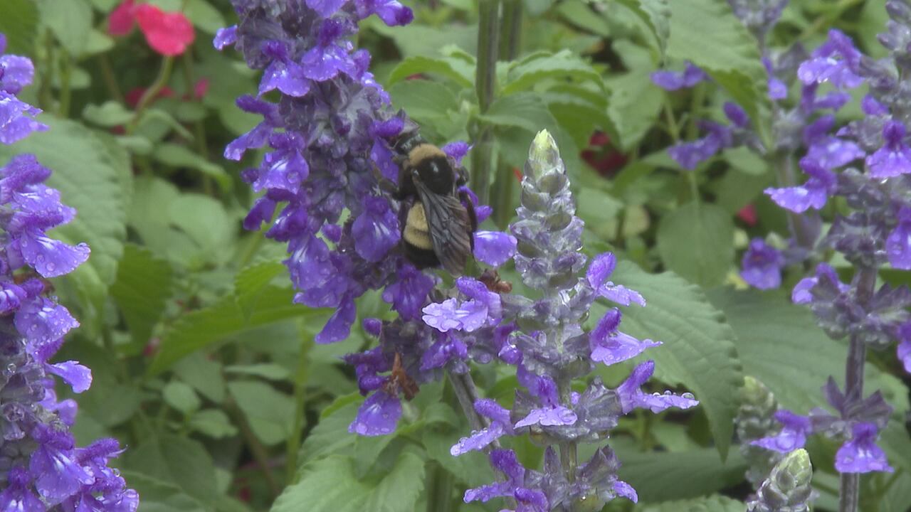 11th annual garden show and spring festival draws crowds despite rain