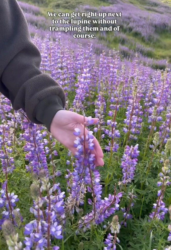 California’s dazzling superbloom steals the show — despite vandalism