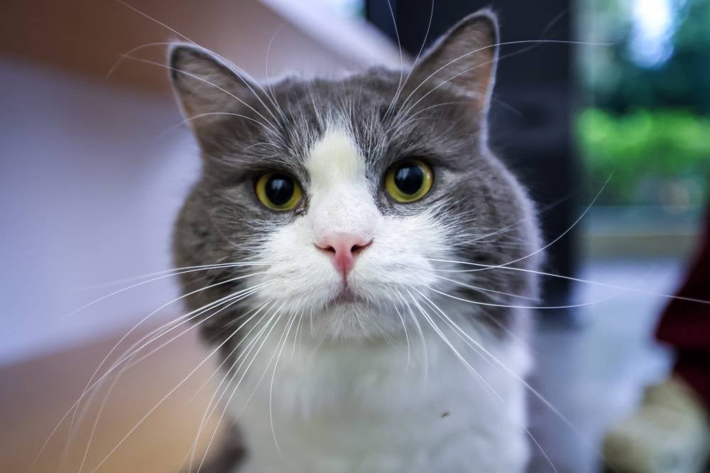 Once abandoned, hero cats make good with their blood
