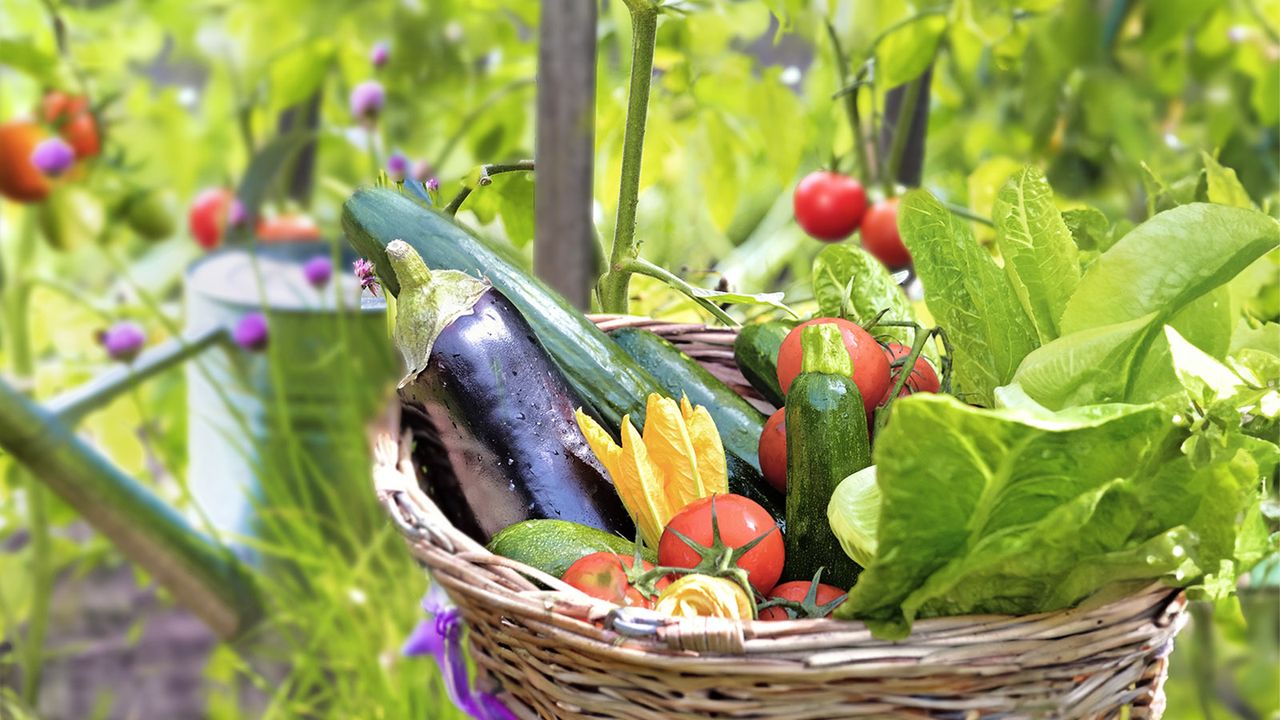 8 vegetables to plant in May for an abundant summer harvest – these ...
