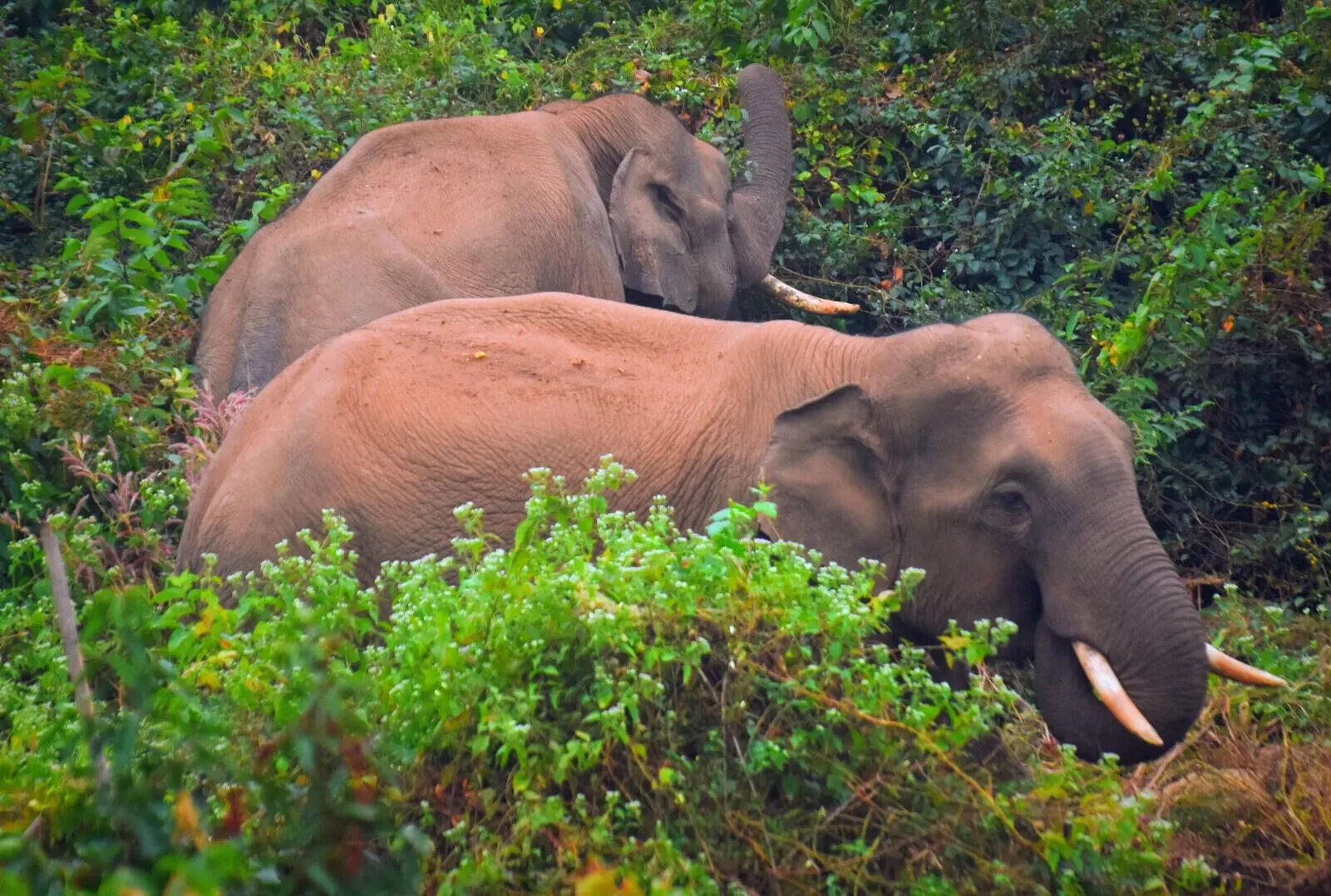 End to Maoists prompts Sunabeda to explore night-stay cottages outside ...