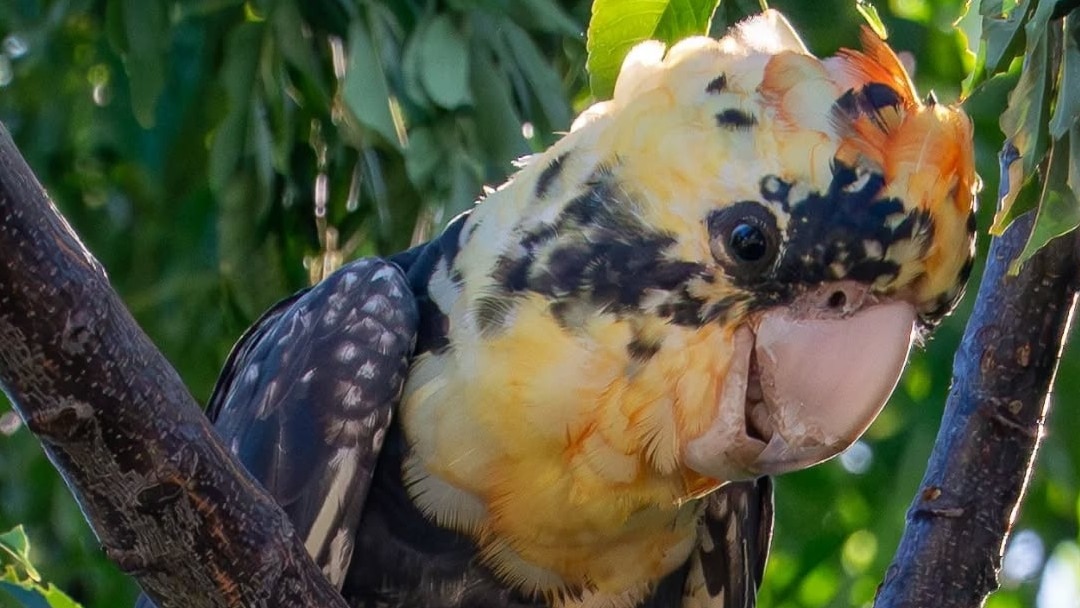 Why leucism is the explanation for this orange and black, red-tailed ...