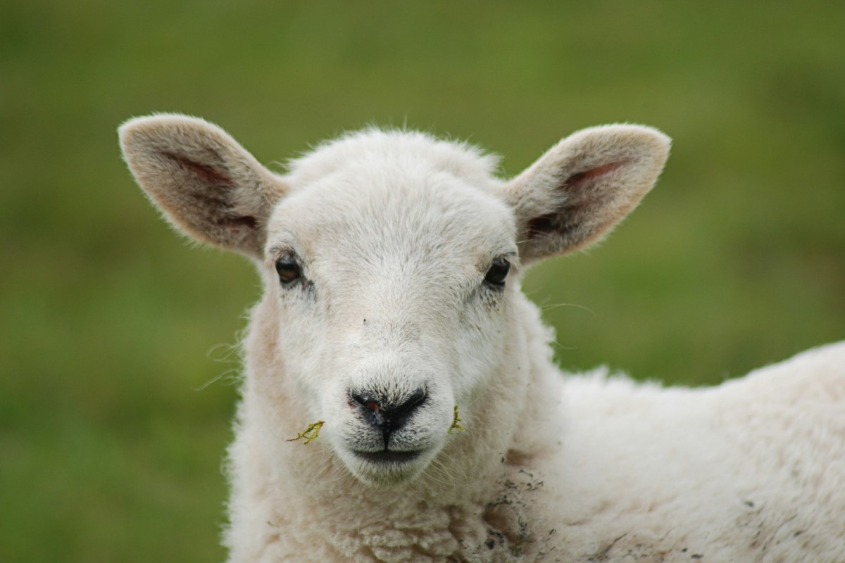 Who needs clocks? Sheep eyes can help tell time.