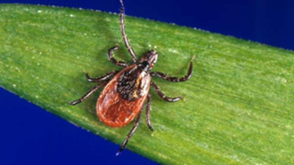 Worldwide ER visits for tick bites are higher than normal, CDC says